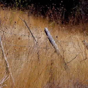 Clôture de barbelés s'effondrant dans un champ d'herbes sèches - France  - collection de photos clin d'oeil, catégorie paysages